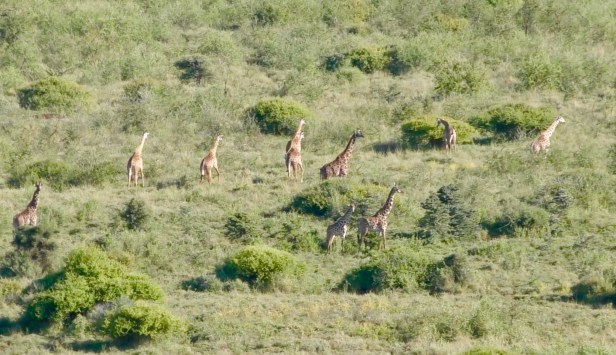 Giraffes grazing in a Wildlife Management Area for conservation in norhtern Tanznia_1_photo by Bill Snaddon